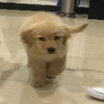 张